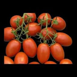 Paradajz šljivar roma, 500g 500g