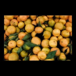 Mandarina Neretva Sniženo