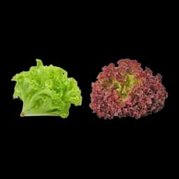 Salata Lolo Rosso Kg