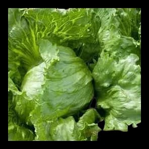 Salata Zelena Iceberg V