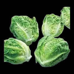 Salata Zelena Sniženo
