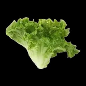 Salata Kristalka Domaća