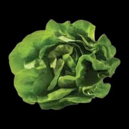 Salata Zelena Domaća