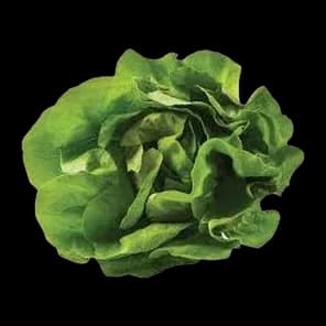Salata Zelena Domaća