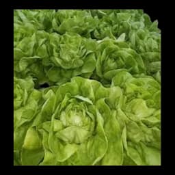 Salata Zelena Jug Sniženo