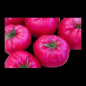 Paradajz Pink