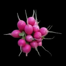Rotkva Roze