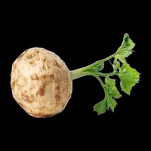 Celer Koren Enna Fruit