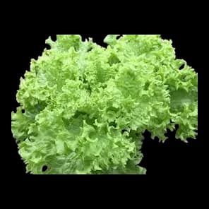 Salata Endivija