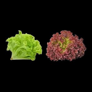 Salata Lolo Rosso