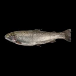 Pastrmka Cela Na Ledu Bio Fish