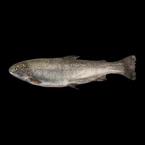 Pastrmka Cela Na Ledu Bio Fish