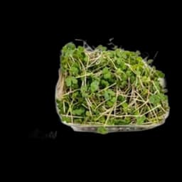 Kelj I Keleraba Mix 50g Minute