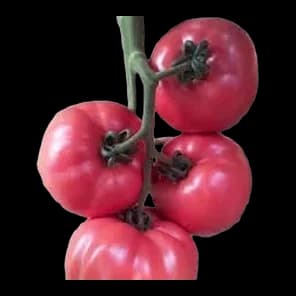 Paradajz Pink 600gr Prirodan Izbor