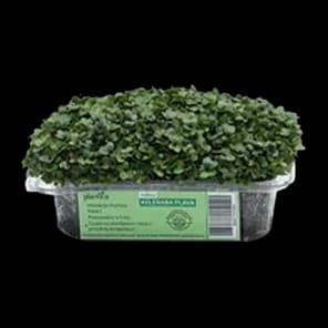 Mikrobilje - Uskršnje Jaje Kom Plantica