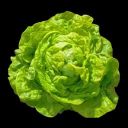 Salata Zelena Puterica