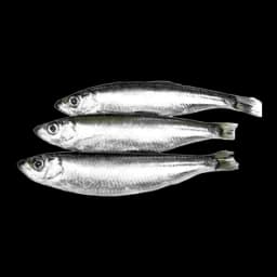 Zamrznuta Riba Pagar 1kg Savramis