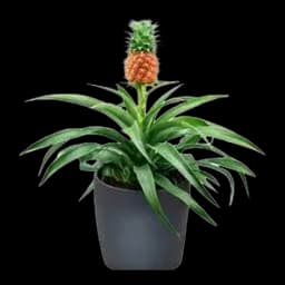 Ananas