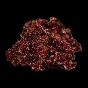 Salata Lolo Rosa