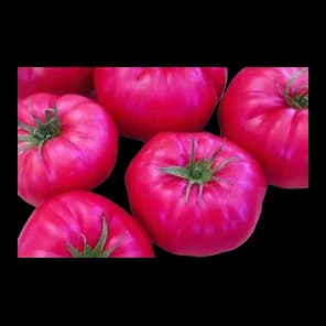 Paradajz Pink
