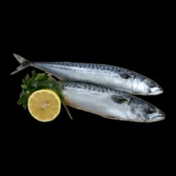 Skuša Sveža Bio Fish