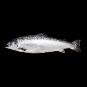 Losos Ceo Bio Fish