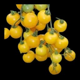 Paradajz cherry zuti sirovina