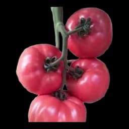 Paradajz Pink