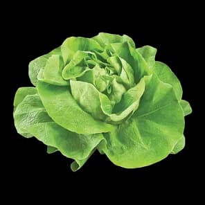 Salata Zelena Kom