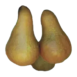 Kruška Sniženo