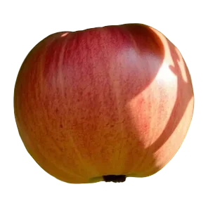 Jabuka Fuji Sniženo V
