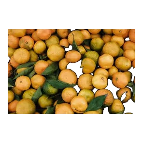 Mandarina Neretva Sniženo
