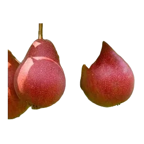 Kruška Viljamovka Crvena