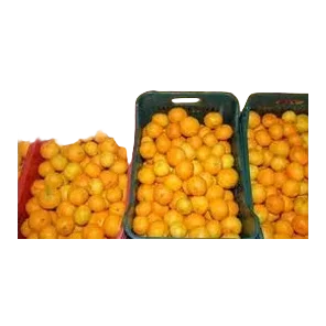 Mandarina Neretva