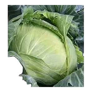 Kupus Jug Stara Šifra