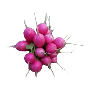 Rotkva Roze