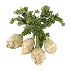 Celer Sa Listom