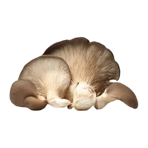 Pečurke Bukovače 300g