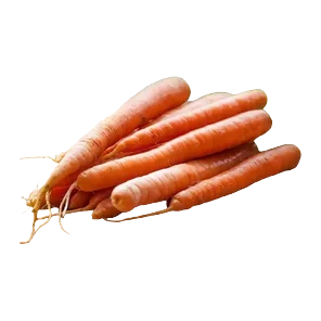 Šargarepa Vp V
