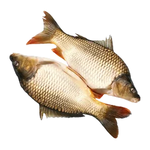Šaran Očišćen M