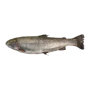 Pastrmka Cela Na Ledu Bio Fish