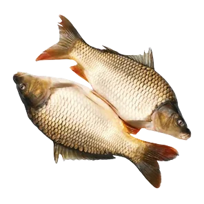 Riba Sardela, Squadra