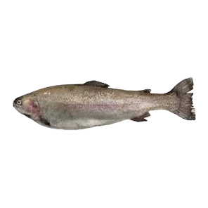 Pastrmka sveza ociscena Vasovic