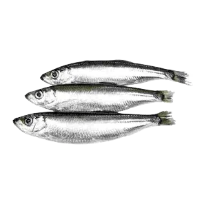 Zamrznuta Riba Pagar 1kg Savramis