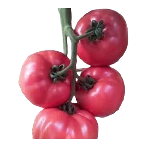 Paradajz pink kg