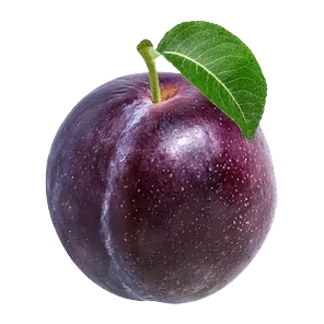 Sljiva okrugla
