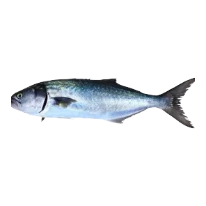 Morska Plava Riba Grčka