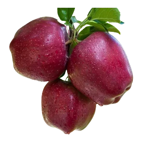 Crveni delises