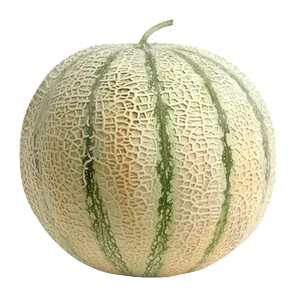 Dinja kg