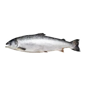 Losos Ceo Bio Fish